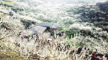 Travel Tips for Moc Chau in March – Plum & Bauhinia Blossom Season