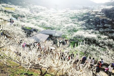 Travel Tips for Moc Chau in March – Plum & Bauhinia Blossom Season